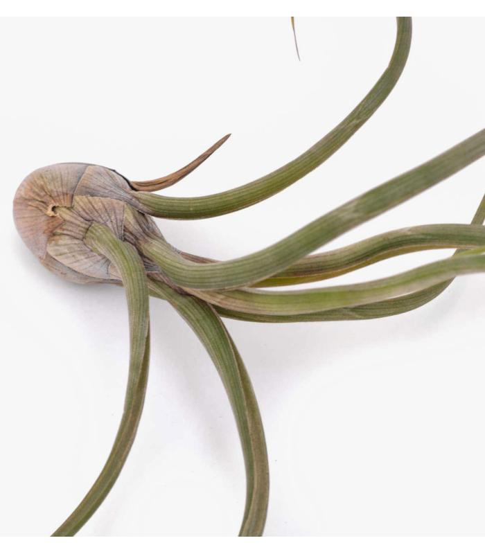 Comprar Planta de aire tillandsia con soporte air plant UDO