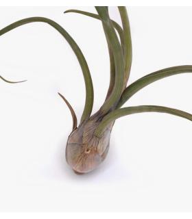 Comprar Planta de aire tillandsia con soporte UDO der Luftanlage
