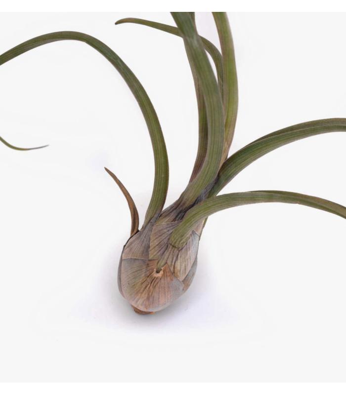 Comprar Planta de aire tillandsia con soporte UDO der Luftanlage