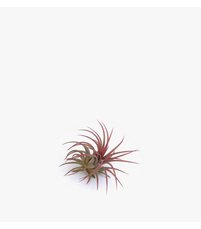 Comprar Planta de aire tillandsia con soporte VAR da usina aérea