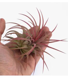 Comprar Planta de aire tillandsia con soporte VAR der Luftanlage