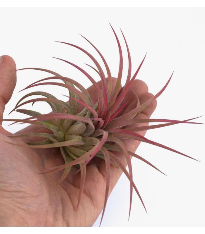Comprar Planta de aire tillandsia con soporte VAR da usina aérea