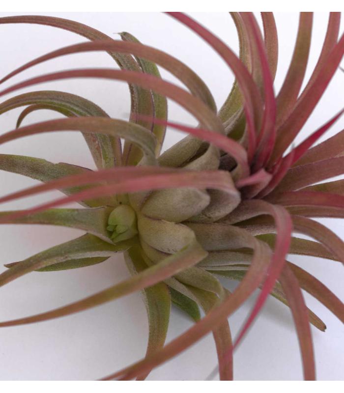 Comprar Planta de aire tillandsia con soporte VAR d’usine d’air