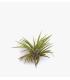 Comprar Planta de aire tillandsia con soporte VEL der Luftanlage