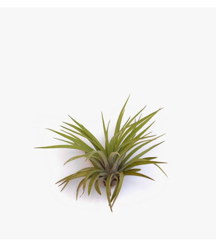 Comprar Planta de aire tillandsia con soporte VEL da usina aérea