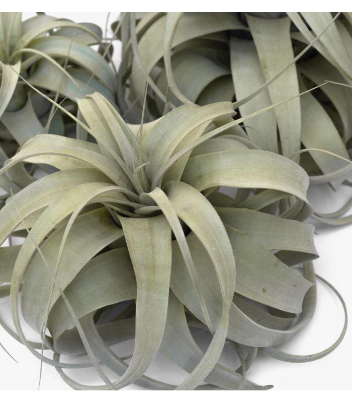 Comprar Planta de aire tillandsia con soporte air plant XER