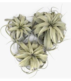 Comprar Planta de aire tillandsia con soporte Planta de aire XER