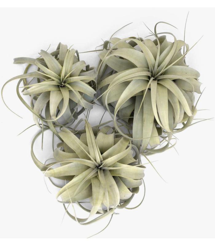 Comprar Planta de aire tillandsia con soporte XER da usina aérea