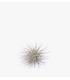 Comprar Planta de aire tillandsia con soporte YUKI der Luftanlage