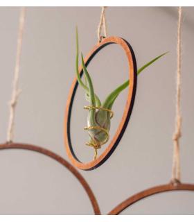 Comprar Planta de aire tillandsia con soporte Packung mit hölzernen Reifenanhängern (3 Einheiten)