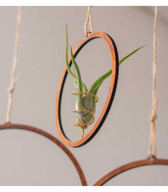 Comprar Planta de aire tillandsia con soporte Pacote de pingentes de aro de madeira (3 unidades)