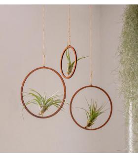 Comprar Planta de aire tillandsia con soporte Pack de pendentifs en bois (3 unités)