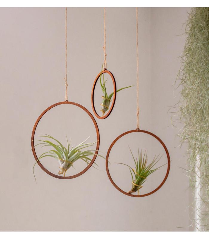 Comprar Planta de aire tillandsia con soporte Confezione di ciondoli a cerchio in legno (3 unità)