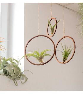 Comprar Planta de aire tillandsia con soporte Pack of wooden hoop pendants (3 units)