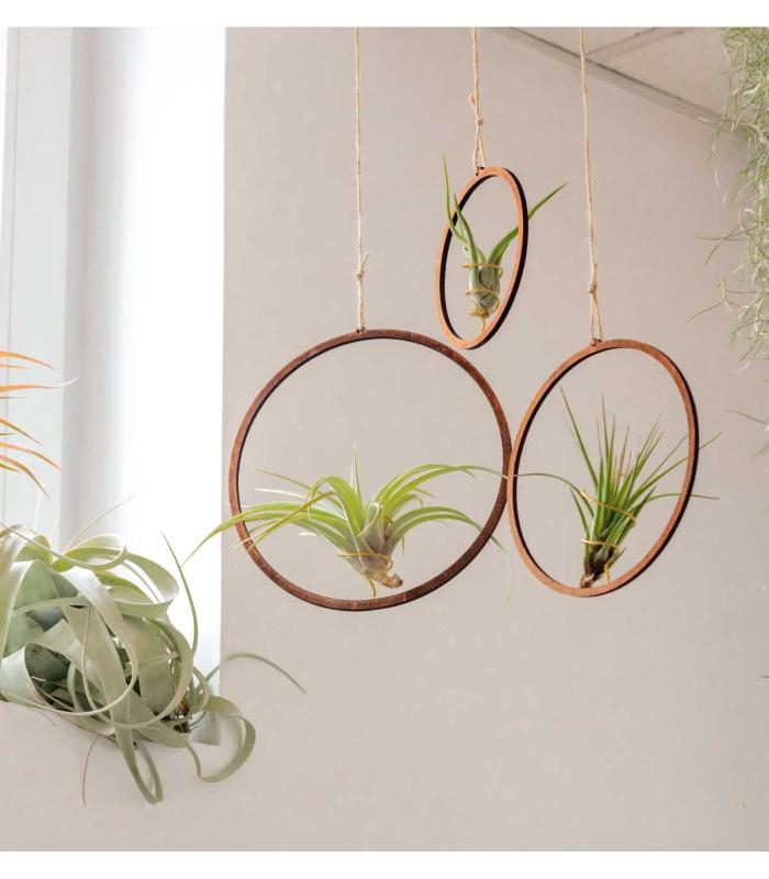 Comprar Planta de aire tillandsia con soporte Pack colgantes aros de madera (3 unidades)