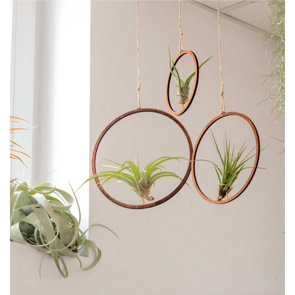 Pack: Aros de madera colgantes con plantas de aire tillandsias | BoreenShop