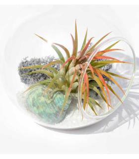 Comprar Planta de aire tillandsia con soporte Terrario Esfer