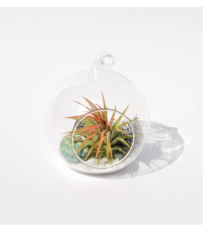 Comprar Planta de aire tillandsia con soporte Terrário Esfer