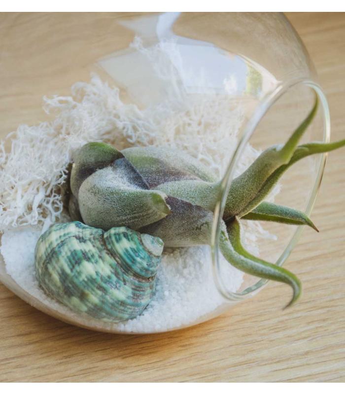 Comprar Planta de aire tillandsia con soporte Terrarium Esfer