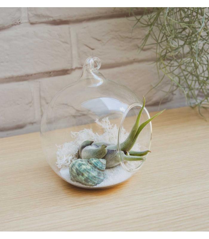Comprar Planta de aire tillandsia con soporte Terrarium Esfer