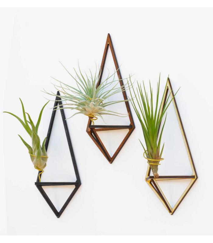 Comprar Planta de aire tillandsia con soporte Wooden Delta pendant