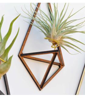 Comprar Planta de aire tillandsia con soporte Pendentif Delta en bois