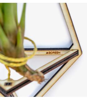 Comprar Planta de aire tillandsia con soporte Pendentif Delta en bois