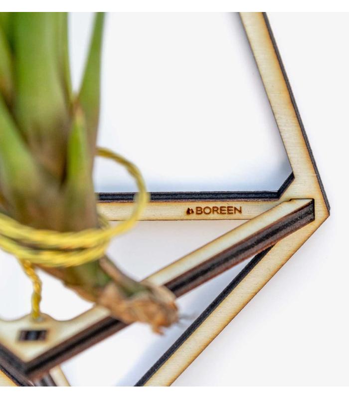 Comprar Planta de aire tillandsia con soporte Ciondolo in Delta in legno