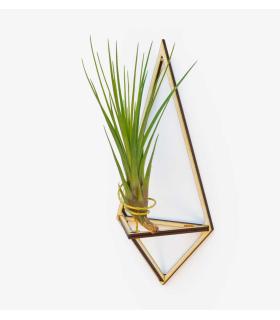 Comprar Planta de aire tillandsia con soporte Wooden Delta pendant