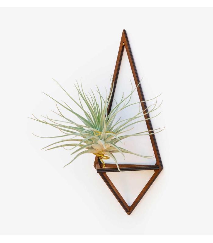 Comprar Planta de aire tillandsia con soporte Pendentif Delta en bois