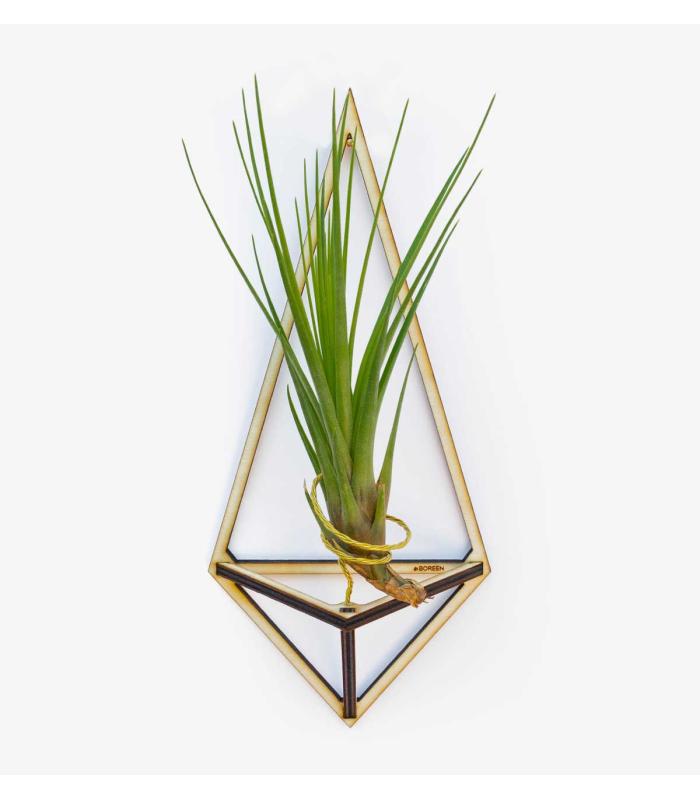 Comprar Planta de aire tillandsia con soporte Delta-Anhänger aus Holz