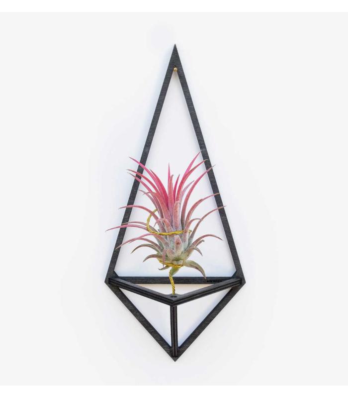 Comprar Planta de aire tillandsia con soporte Pendentif Delta en bois