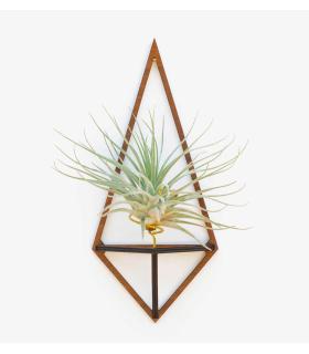 Comprar Planta de aire tillandsia con soporte Wooden Delta pendant