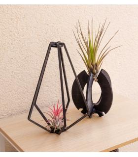 Comprar Planta de aire tillandsia con soporte Pendentif Vita en bois
