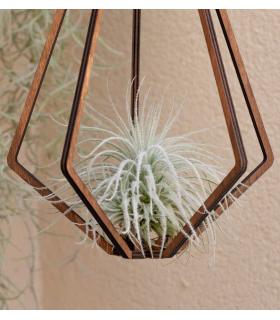 Comprar Planta de aire tillandsia con soporte Colgante Vita de madera