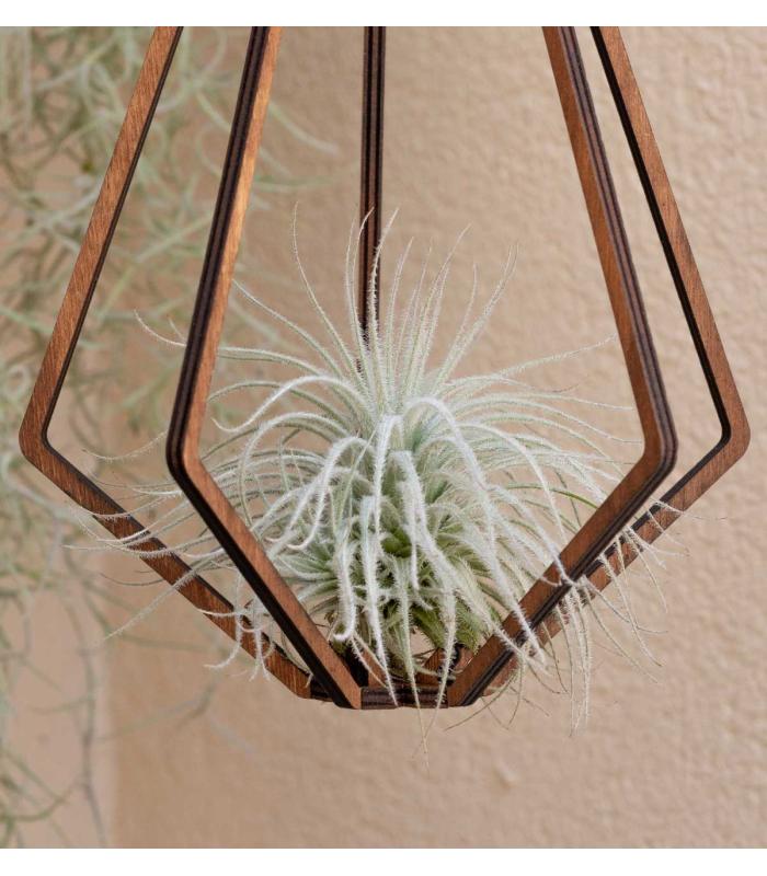 Comprar Planta de aire tillandsia con soporte Pendentif Vita en bois
