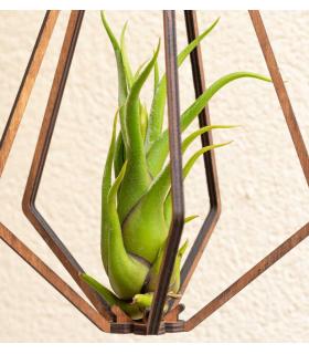 Comprar Planta de aire tillandsia con soporte Pendentif Vita en bois