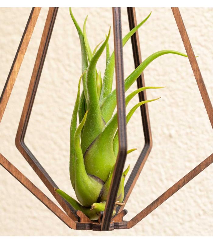 Comprar Planta de aire tillandsia con soporte Vita-Anhänger aus Holz