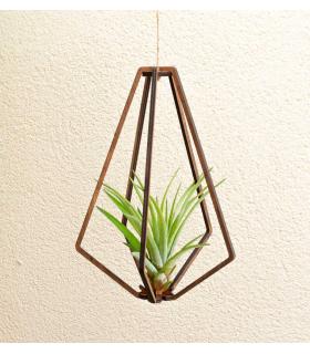 Comprar Planta de aire tillandsia con soporte Colgante Vita de madera