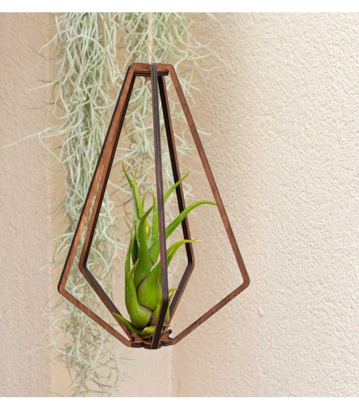 Comprar Planta de aire tillandsia con soporte Wooden Vita pendant