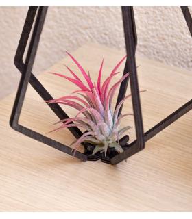 Comprar Planta de aire tillandsia con soporte Colgante Vita de madera