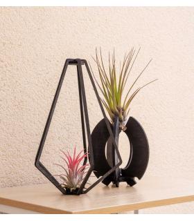 Comprar Planta de aire tillandsia con soporte Soporte Kapa de madera
