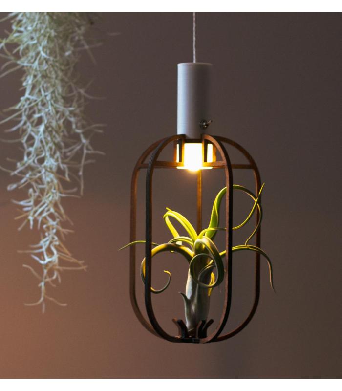 Comprar Planta de aire tillandsia con soporte Ciondolo in Phi in legno con luce