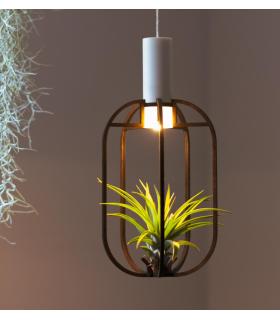 Comprar Planta de aire tillandsia con soporte Wooden Phi pendant with light