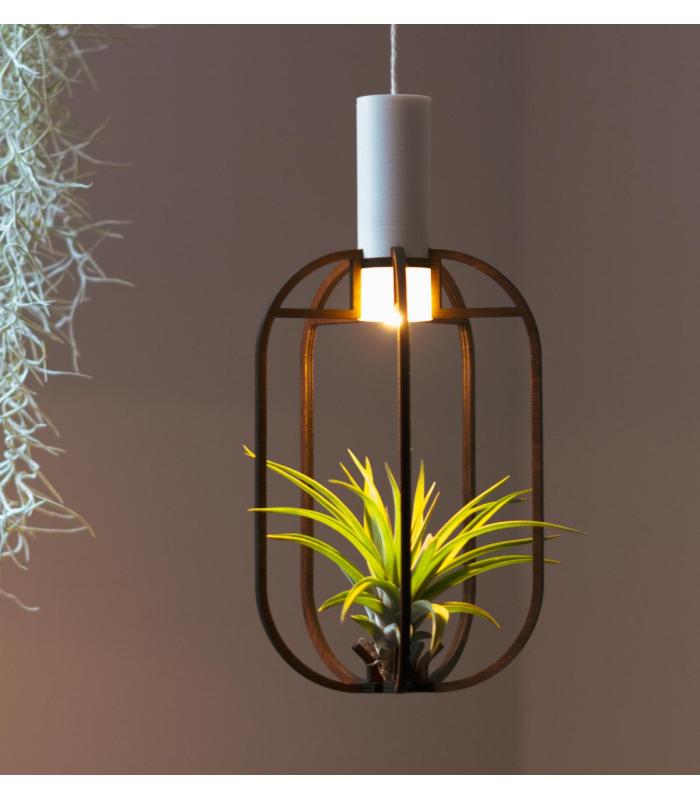 Comprar Planta de aire tillandsia con soporte Phi-Anhänger aus Holz mit Licht