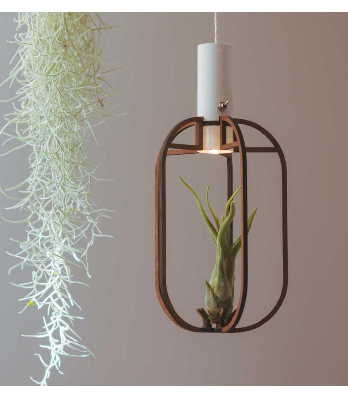 Comprar Planta de aire tillandsia con soporte Pendentif en Phi en bois avec lumière