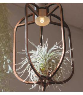 Comprar Planta de aire tillandsia con soporte Wooden Phi pendant with light