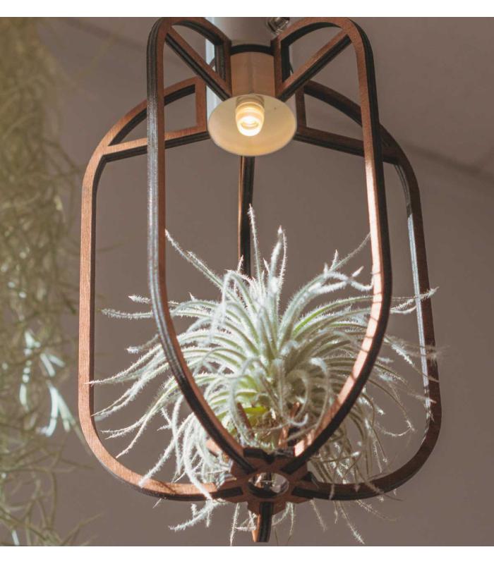 Comprar Planta de aire tillandsia con soporte Pingente de Phi de madeira com luz