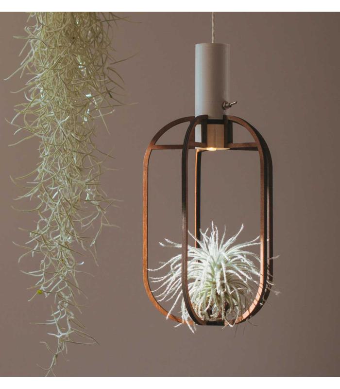 Comprar Planta de aire tillandsia con soporte Pendentif en Phi en bois avec lumière
