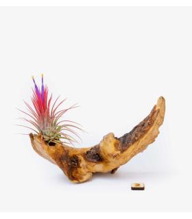 Comprar Planta de aire tillandsia con soporte Raíz de Olivo